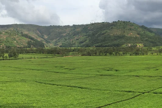 Agroforestry and PES with Tea Company